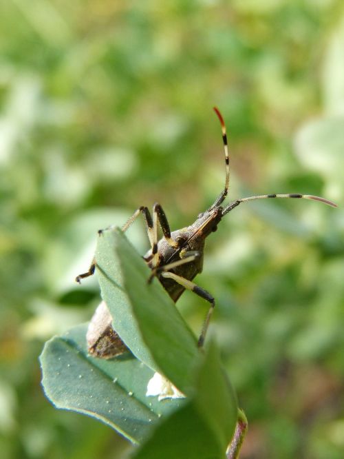 coleoptera beetle cerambícido