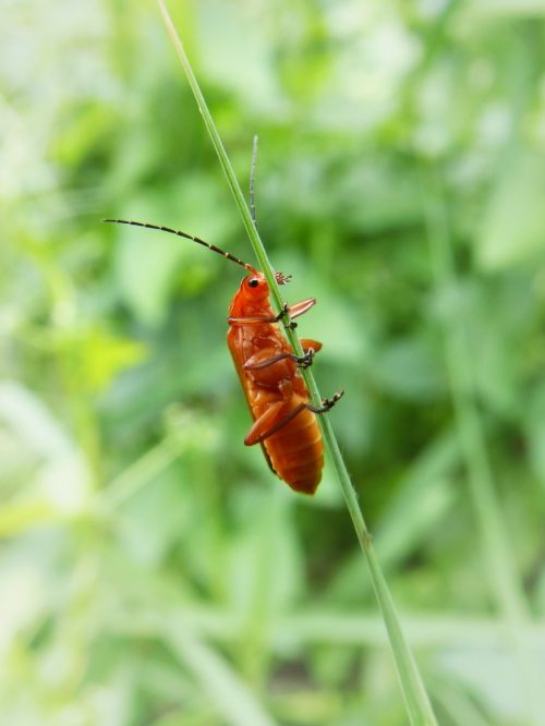 coleoptera branch orange beetle