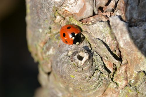 coleoptera tree red