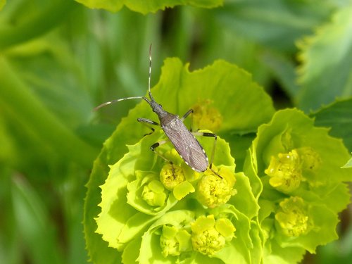 coleoptera  beetle  cerambícido