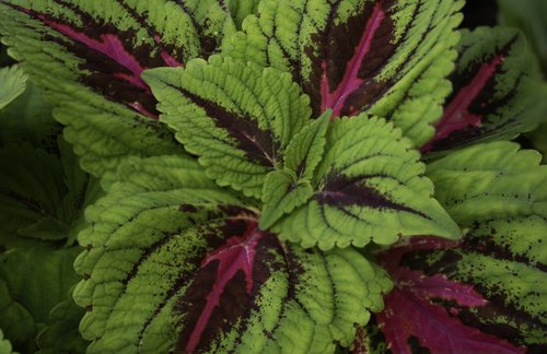 coleus  foliage  leaves