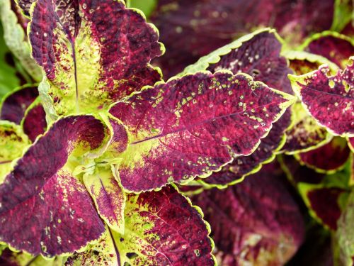 coleus plant ornamental