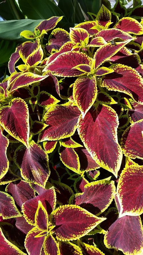 coleus plant red and yellow leaves
