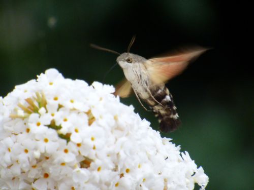 Hummingbird Moth