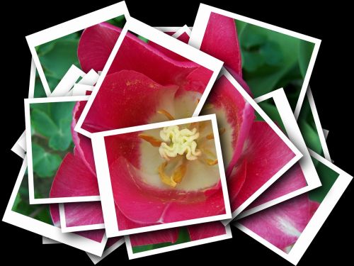collage artistic pink tulips