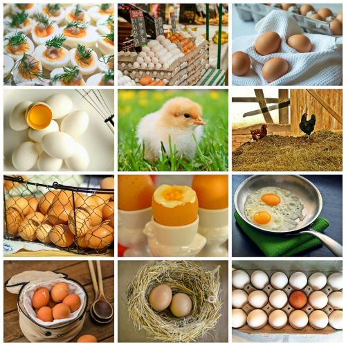 collage egg chicken