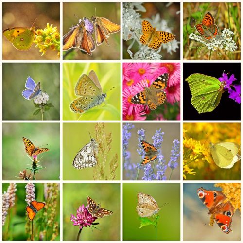 collage butterflies butterfly