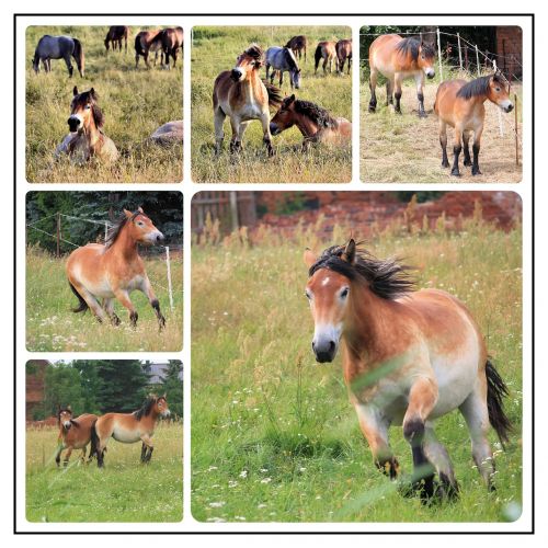 collage photo collage horses