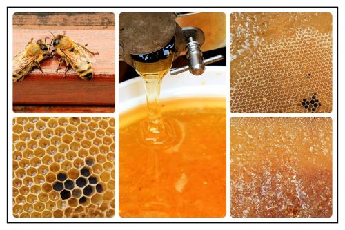 collage photo collage honey