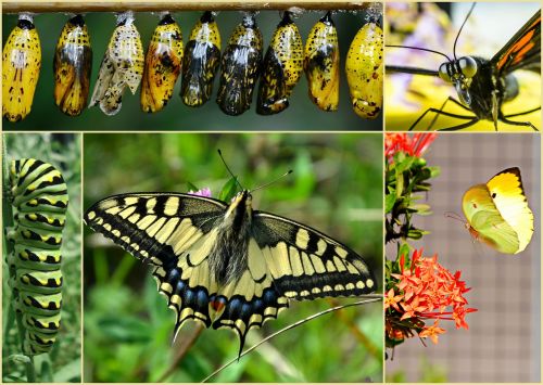 collage butterflies caterpillar