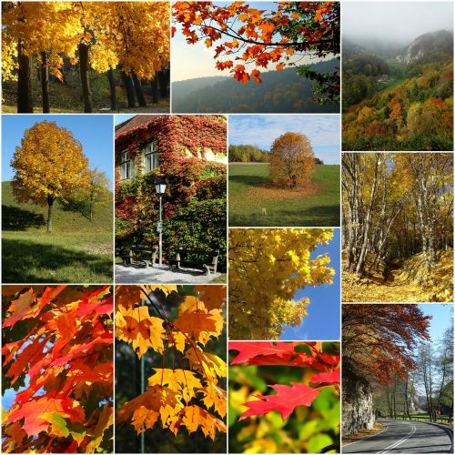 collage autumn colors