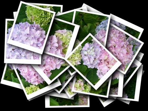 collage hydrangea pink