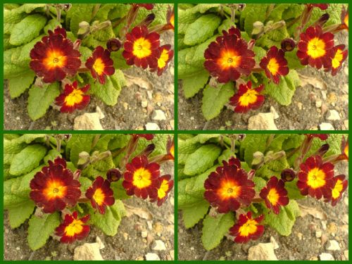 Collage With Primrose Flower