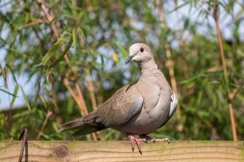 collared dove  dove  pigeon