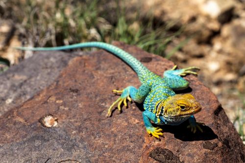 collared lizard reptile portrait