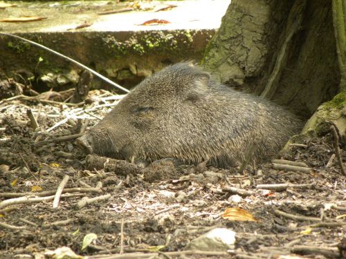 collared peccary pig gray