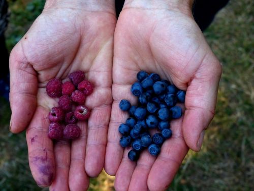 collect berries blueberries wild raspberries