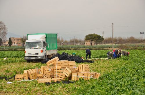 agriculture collecting artichokes el prat