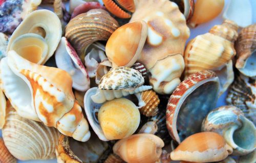 Collection Of Sea Shells