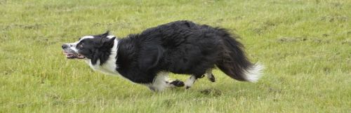 collie dog running