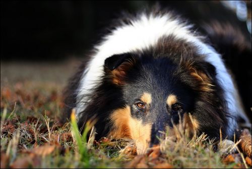 collie eyes autumn