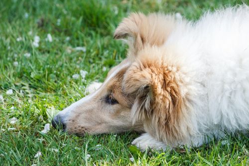 collie dog animal