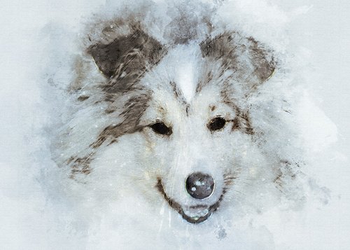 collie  dog  isolated