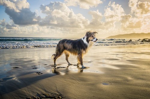 collie  dog  beach