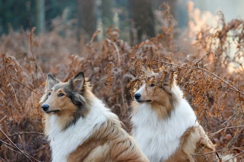 collie dogs pair