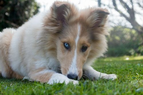 collie dog young