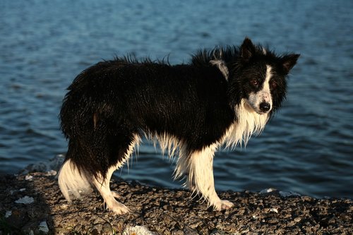 collie  dog  pet