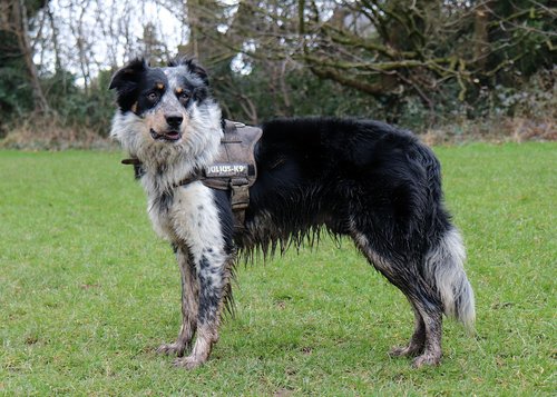 collie  dog  harness