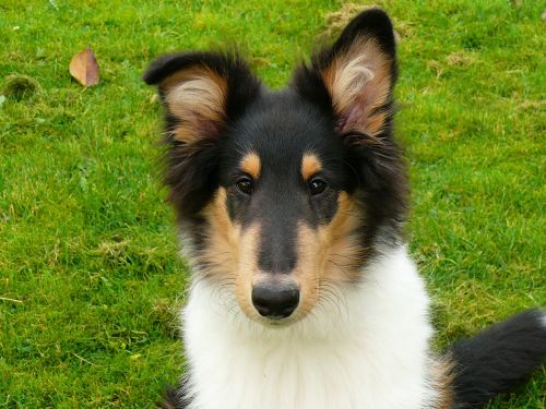 collie dog fur