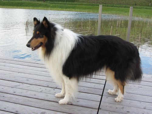 collie tricolor long haired collie