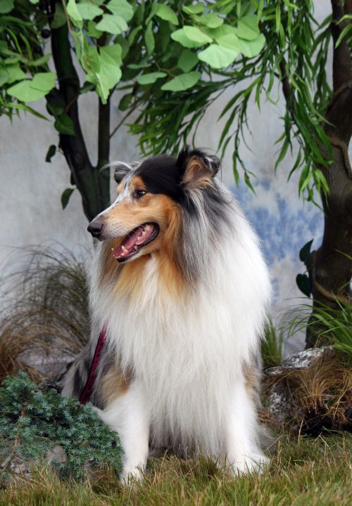 Collie Dog Portrait