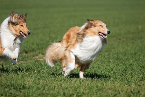 collies dogs race