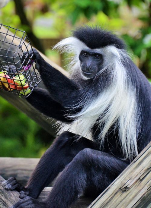 colobus colobus guereza monkey