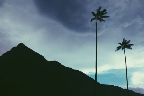 colombia palm trees mountain