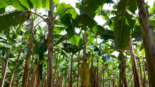 colombia plantation banana