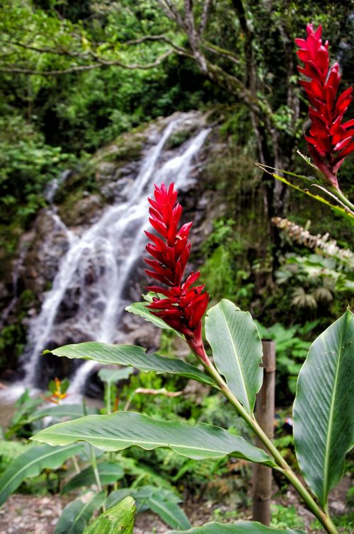 colombia minca waterfall