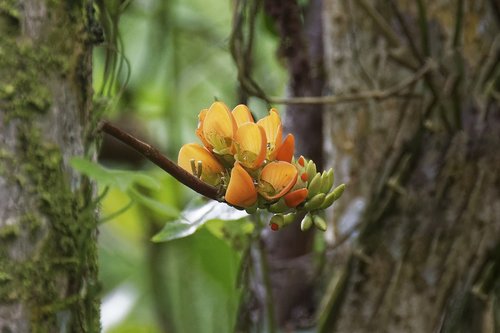 colombia  tropics  plant