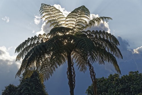 colombia  tropics  tree