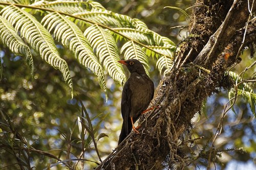 colombia  tropics  bird