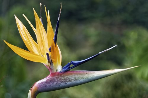 colombia  tropical plant  flower