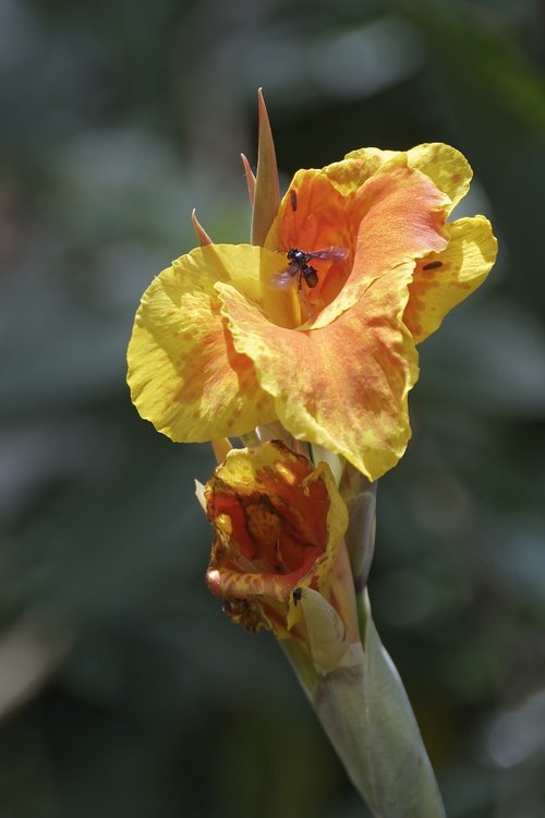 colombia  tropical plant  flower