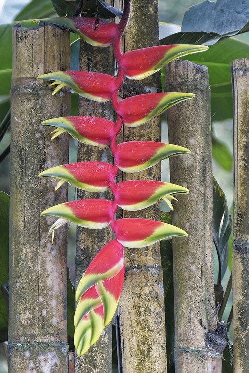 colombia  tropics  plant