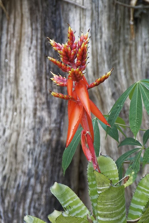 colombia  tropics  plant