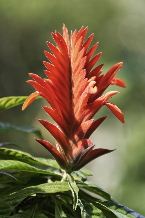 colombia  tropics  plant
