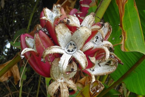 colombia  tropics  plant