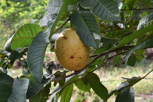 colombia  fruit  guava